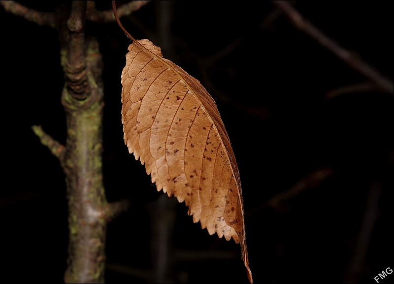 http://img99.xooimage.com/files/f/d/9/imgp7546_c_v-42b44f0.jpg